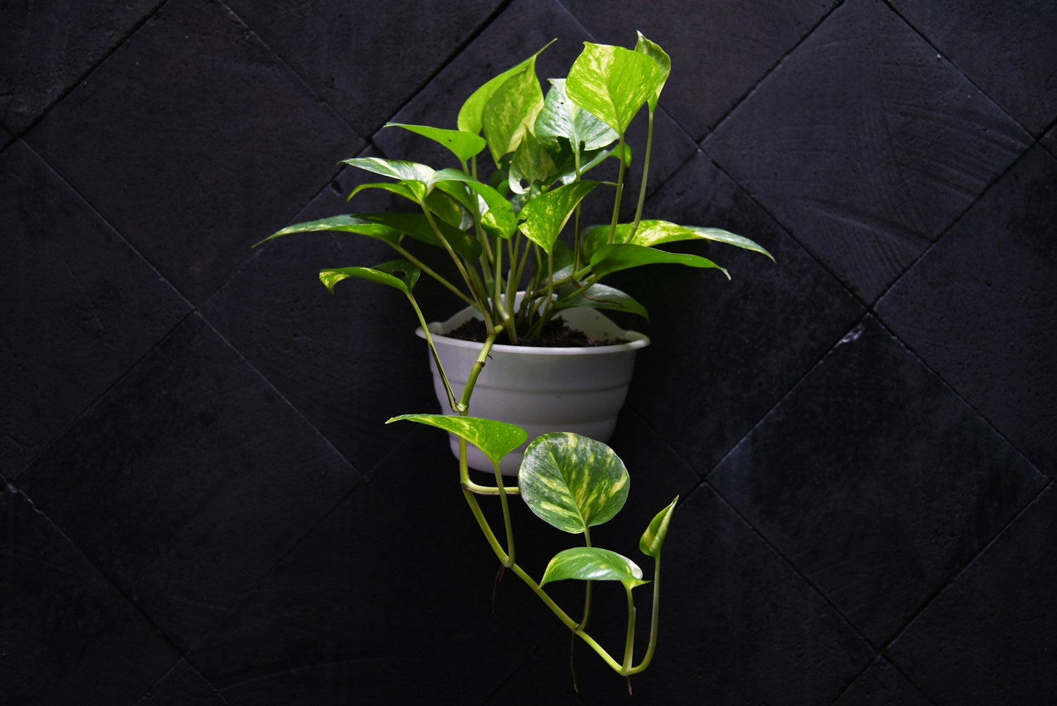 Lifelike-artificial-potted-plant-with-ceramic-pot-on-shelf
