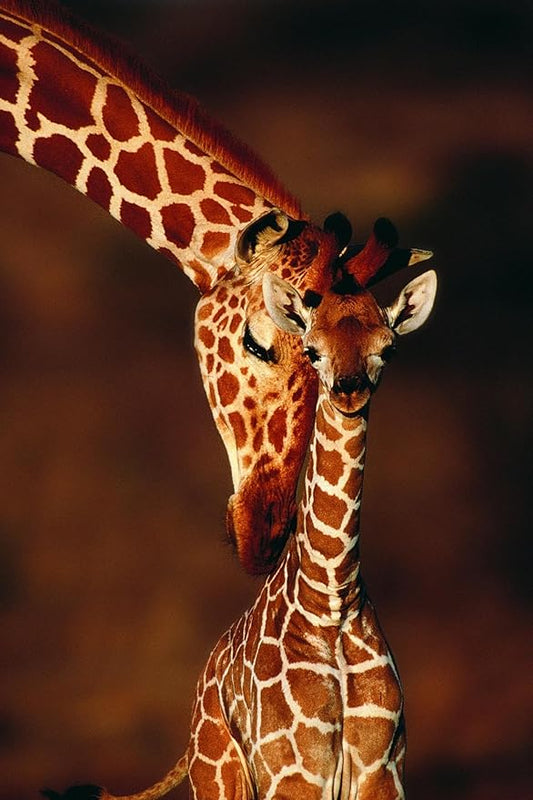 Wall Art Prints Giraffe and Baby by Lantern Press, Animals Decor, 12" x 18"